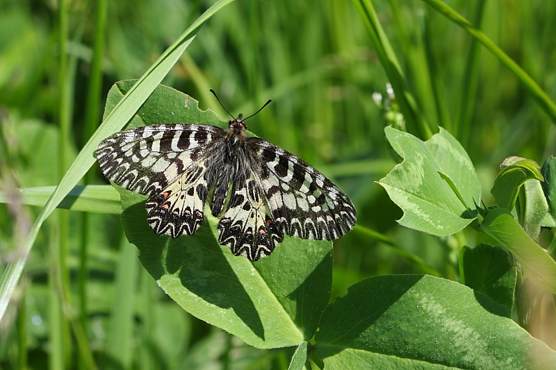 Identificazione